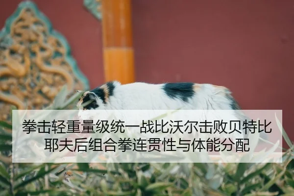 quan-ji-qing-zhong-liang-ji-tong-yi-zhan-bi-wo-er-ji-bai-bei-te-bi-ye-fu-hou-zu-he-quan-lian-guan-xing-yu-ti-neng-fen-2-203.jpg